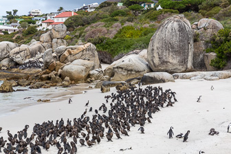 Cape-Point-Penguin-Colony