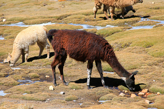 Peru 2012